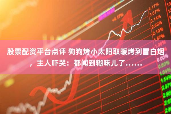 股票配资平台点评 狗狗烤小太阳取暖烤到冒白烟，主人吓哭：都闻到糊味儿了……